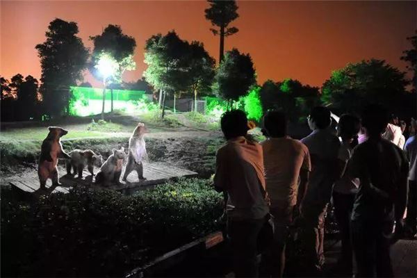 长隆夜间野生动物园