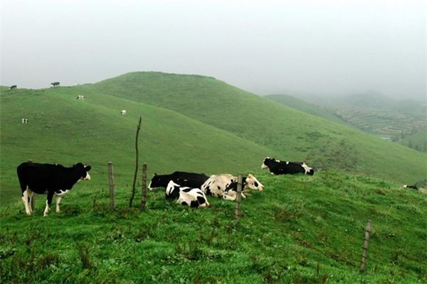 城步南山牧场