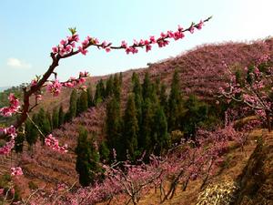 桃花山风景区