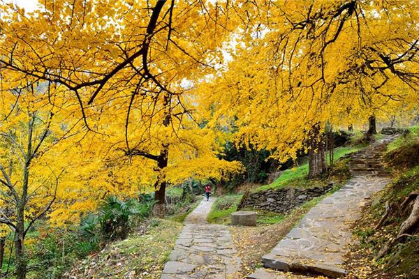 钱冲古银杏生态旅游区