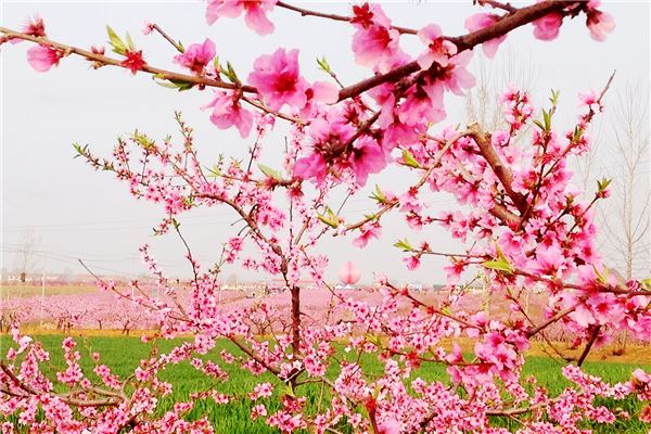 新市桃花