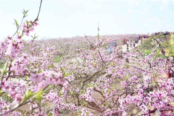 枝江万亩桃花园