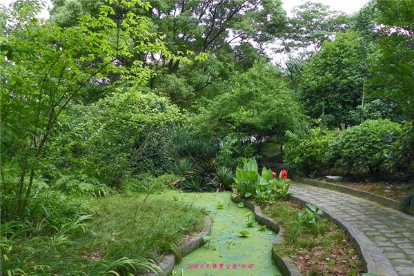 绿萝植物园