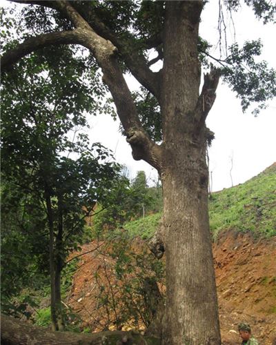 燕子山古栎树