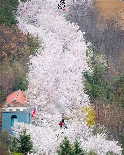 樱花山景区