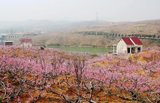 沂源“桃花岛景区”