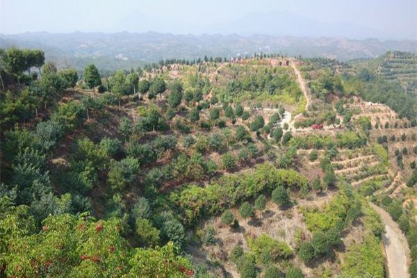 社溪沙塅万亩桂花园