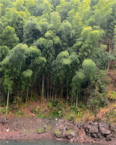 峭立山林