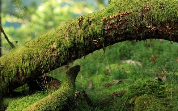 青苔关