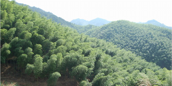 双峰—盘峰万亩竹海