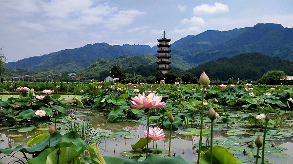 十里荷花景区